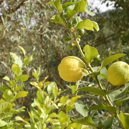 Agriturismo Il Cappuccio Landhaus *